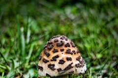 st pancras and islington cemetery (14)  Toadstall or Mushroom : david, morris, dtmphotography